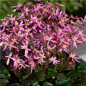 Saxifraga 'Dancing Pixies Tini'